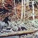 Illustration for article titled You Should Read This Before You Go Bigfoot Hunting